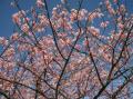Le Sakura