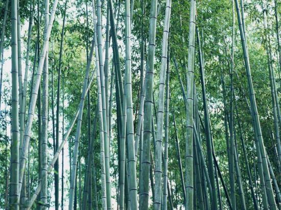 Forêt des bambous à Kyoto